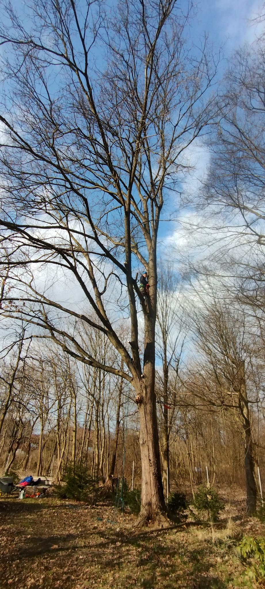 Pracownik na drzewie w uprzęży, zabezpieczony linami, wykonuje prace na wysokościach. Widoczne nagie gałęzie drzew i błękitne niebo.
