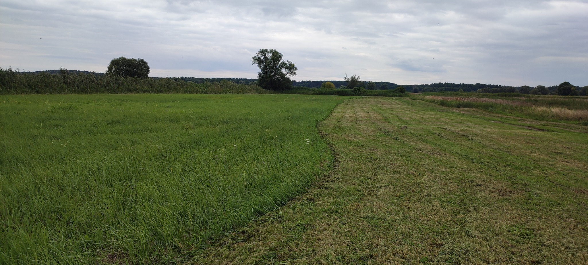Pole z częściowo skoszoną trawą, widoczne ślady po kosiarce. W tle drzewa i pochmurne niebo. Ukazany efekt koszenia trawy na rozległym terenie.