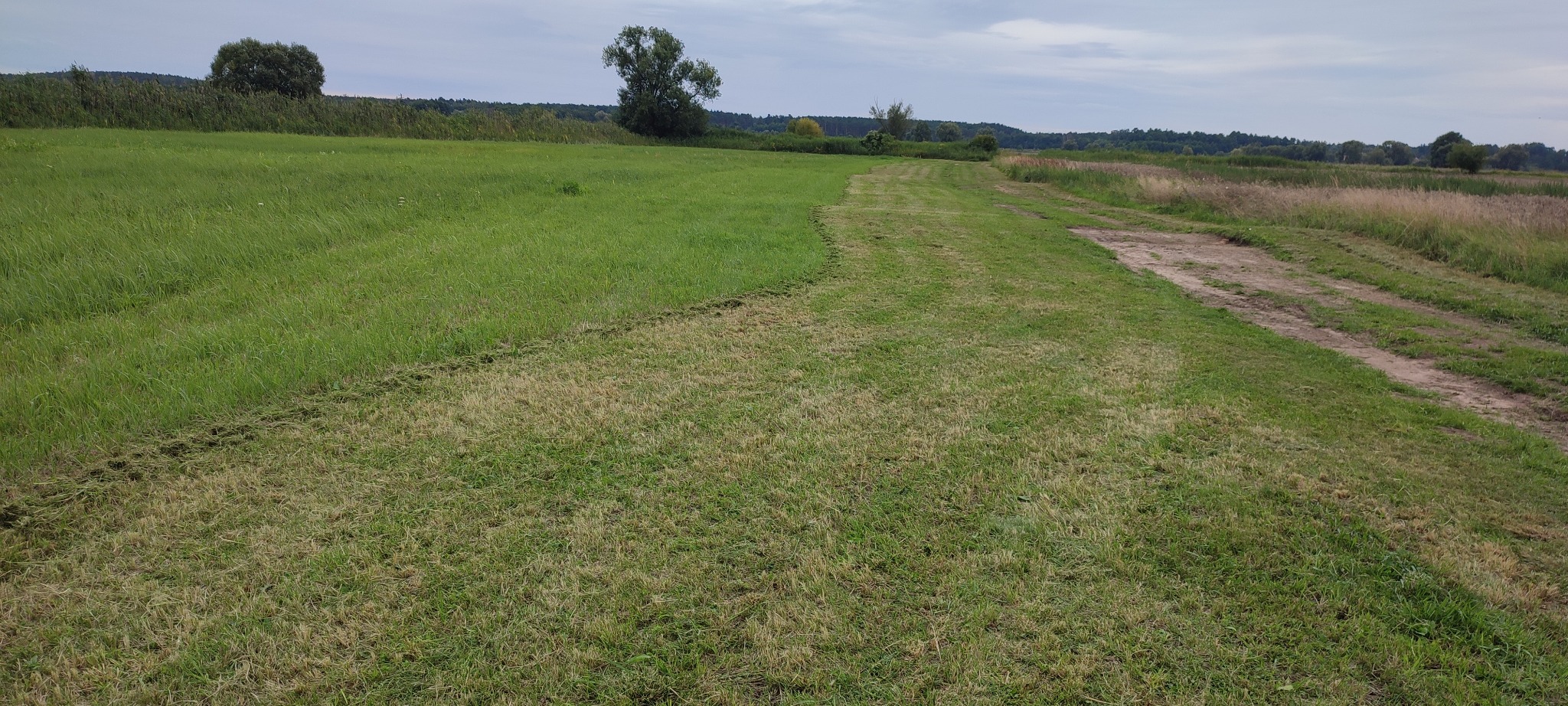 Pole z częściowo skoszoną trawą, widoczne ślady po koszeniu. W tle drzewa i pochmurne niebo. Ścieżka z wyjeżdżoną koleiną oddziela pole od dalszej części łąki.