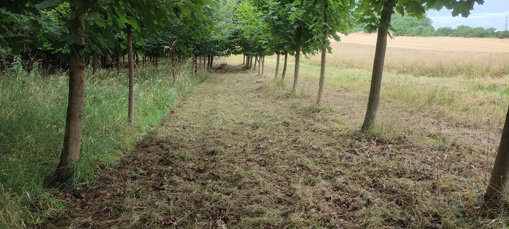 Równy rząd drzew z przyciętą trawą między nimi, prowadzący w głąb kadru. W tle pole zboża i linia drzew.