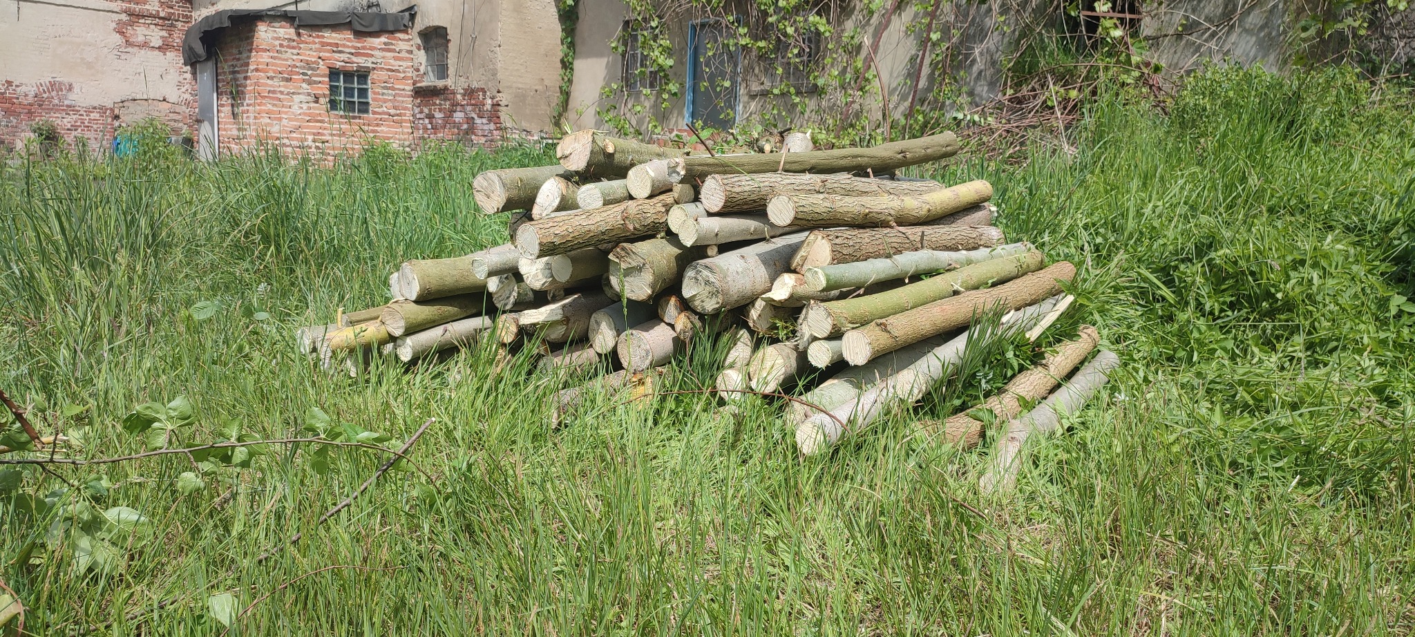 Stos pociętych pni drzew na trawie przed ceglanym budynkiem z bluszczem. Świeżo ścięte drewno w naturalnym otoczeniu.