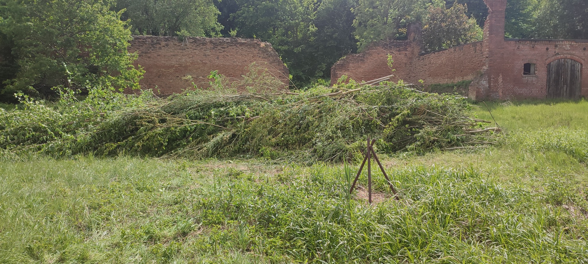 Stos gałęzi po wycince drzew na tle ruin ceglanego budynku. Widoczna trawa i fragmenty drzew. Praca wykonana w słoneczny dzień.