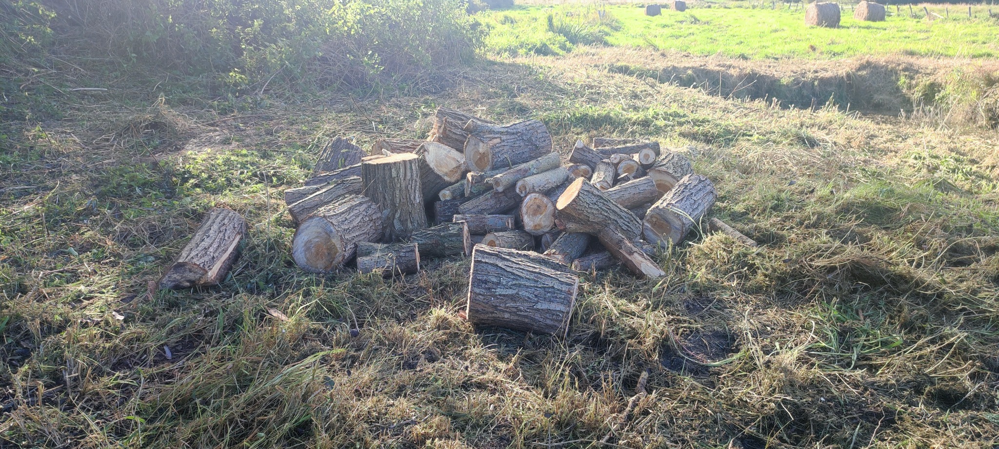 Stos pociętych pni drzew na trawie, w tle łąka z balotami siana. Widok po wycince drzew, ukazujący przygotowane drewno do dalszej obróbki.