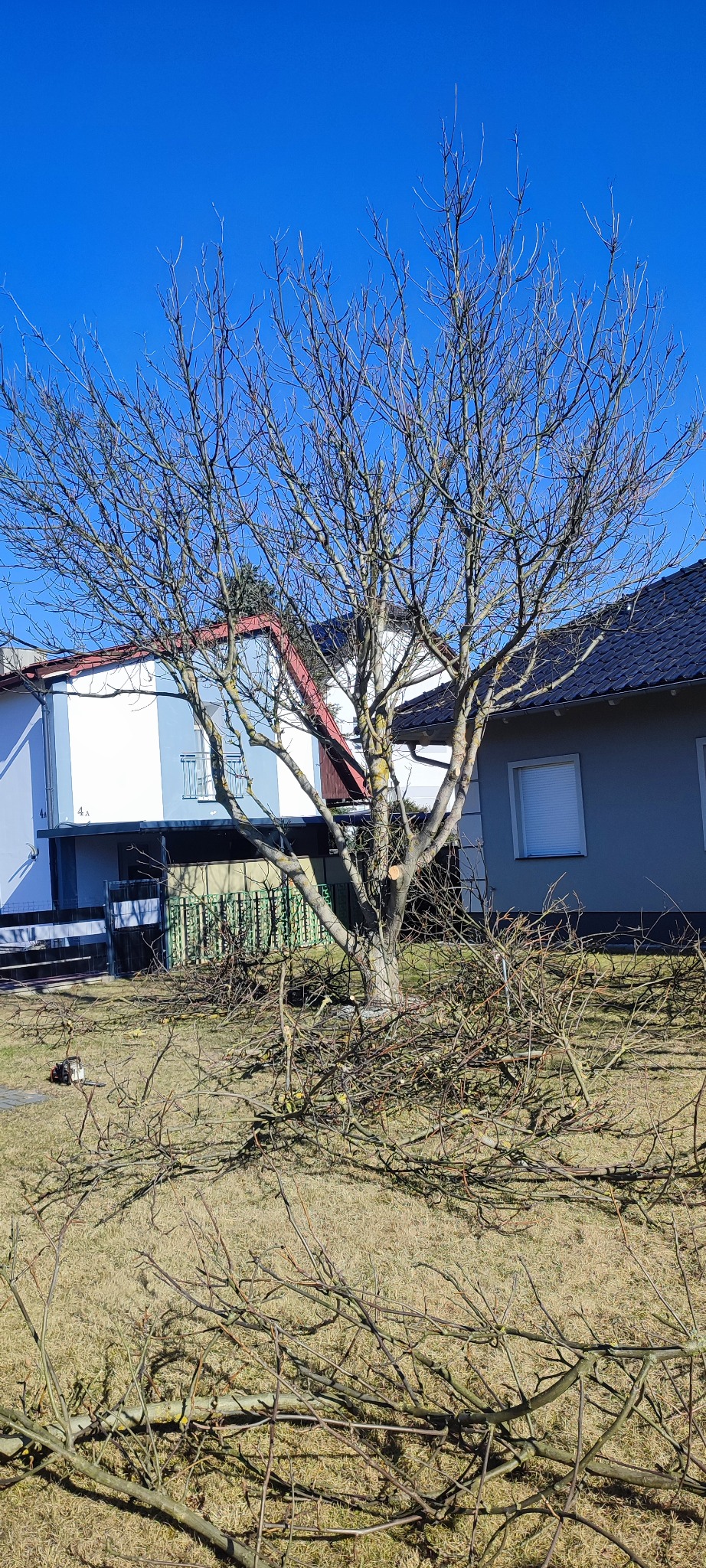 Drzewo po przycince gałęzi, z widocznymi śladami cięcia i leżącymi gałęziami na trawniku przed domem w słoneczny dzień. Widoczny fragment piły łańcuchowej.