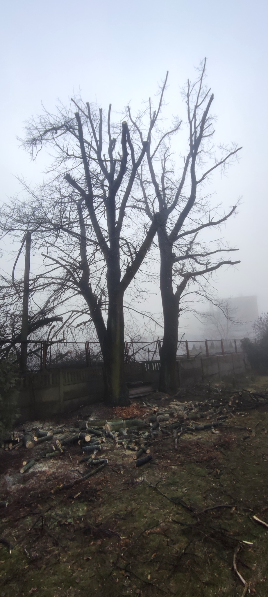 Dwa ogołocone drzewa po przycince, z widocznymi ściętymi gałęziami u podstawy. Mglista aura, betonowe ogrodzenie w tle. Widok na budynek w oddali.