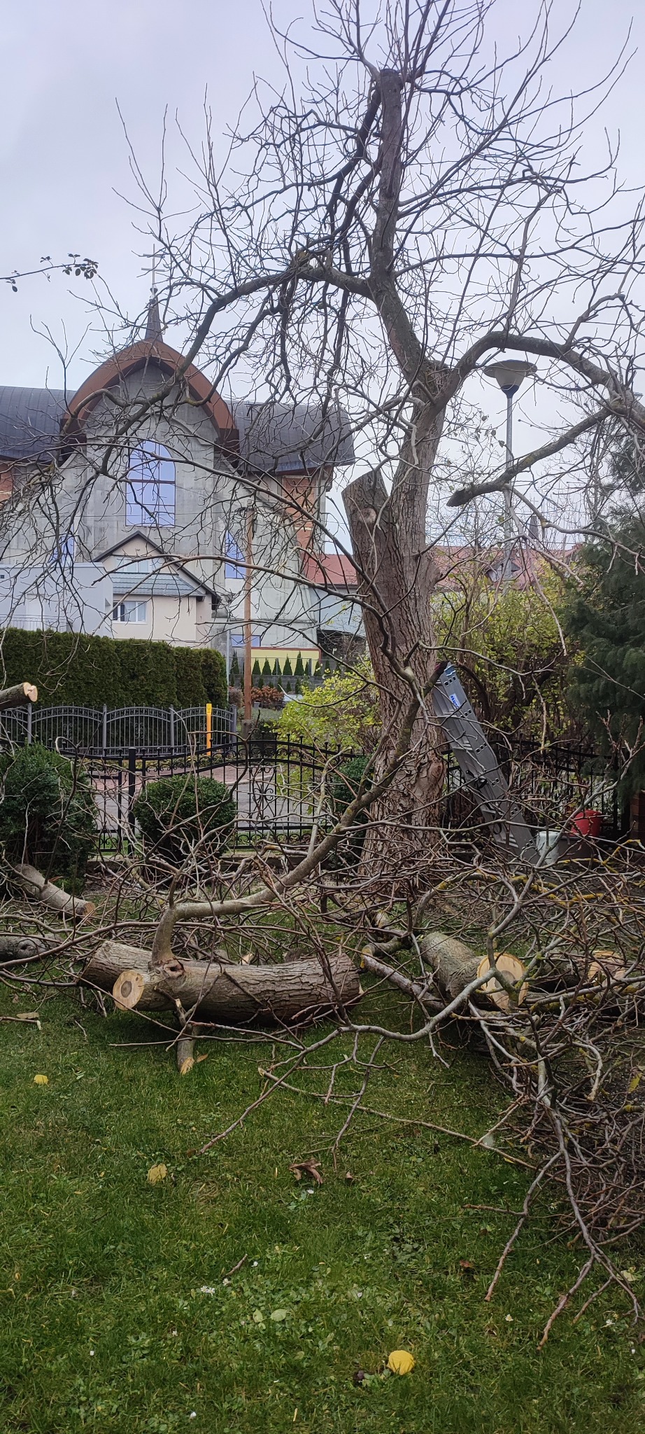 Po wycince: ścięte gałęzie drzewa leżą na trawniku przed domem z szarą elewacją. Widoczna drabina oparta o pień drzewa i świeżo ścięty pień.