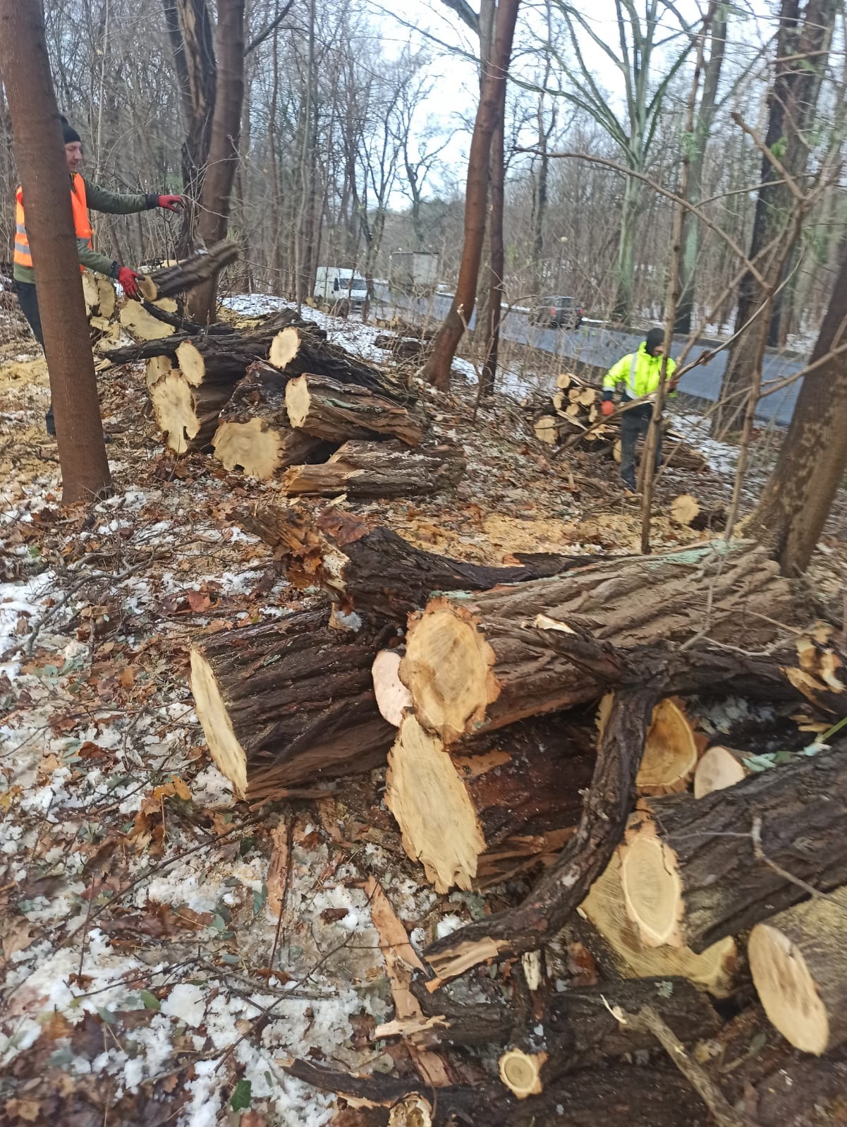 Wycinka drzew w lesie: pnie i gałęzie na ziemi pokrytej śniegiem, pracownicy w odblaskowych ubraniach. Widoczne pocięte drewno i fragment drogi w tle.