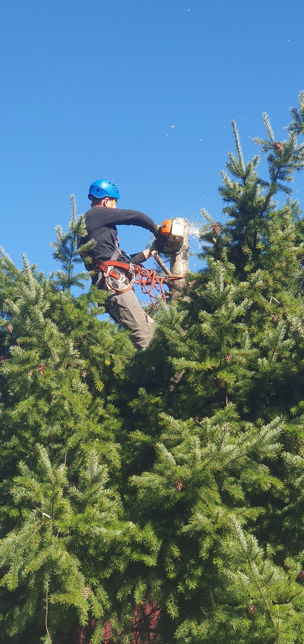Arborysta w kasku i uprzęży tnie gałęzie świerku piłą spalinową na tle błękitnego nieba. Wióry lecą spod piły.