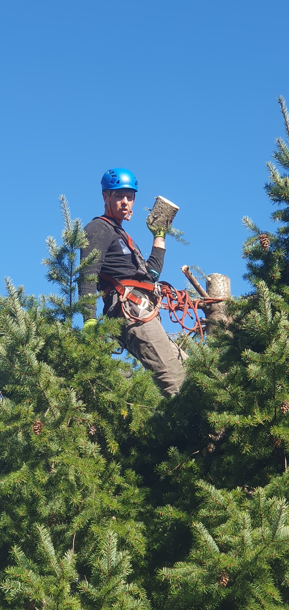 Arborysta w uprzęży, trzymający odcięty kawałek gałęzi na tle błękitnego nieba, otoczony zielonymi gałęziami drzewa iglastego. Widoczny pień po przycince.