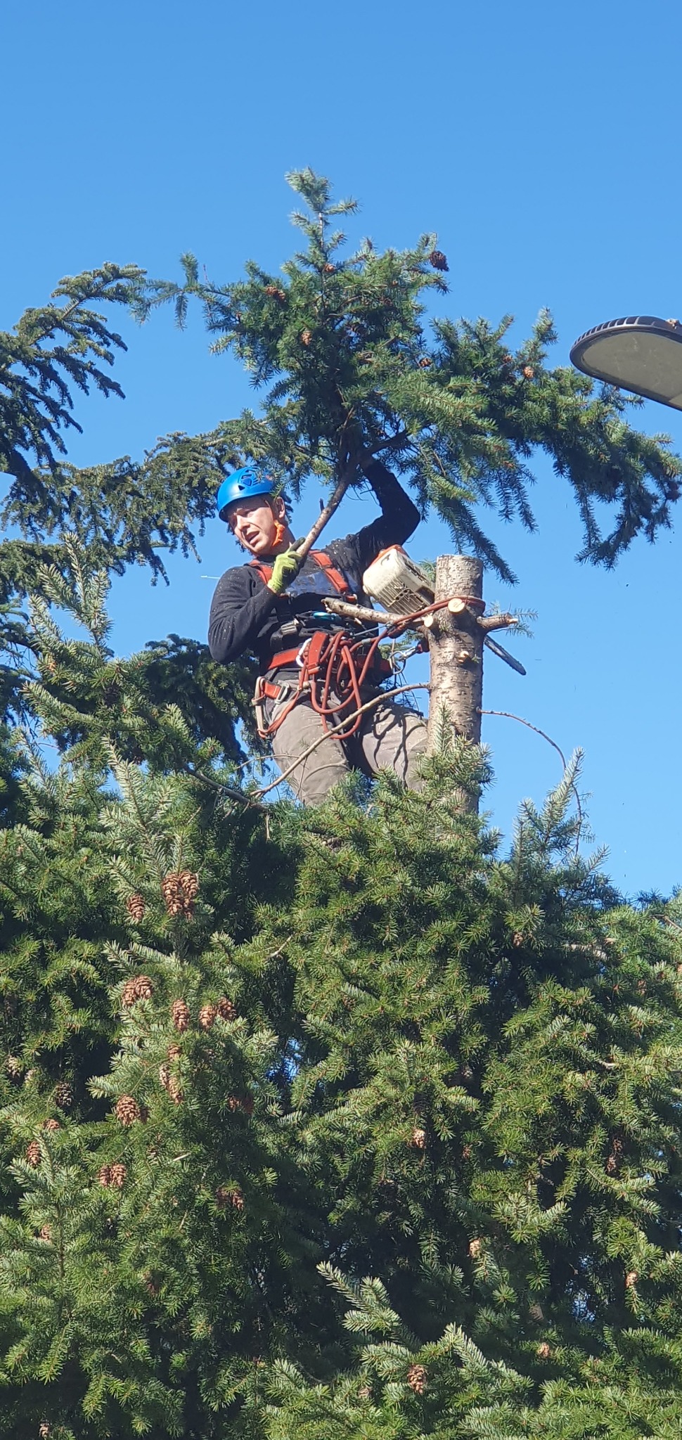 Arborysta w kasku i uprzęży, z piłą spalinową, przycina gałęzie wysokiej choinki. Widok z dołu, błękitne niebo w tle.