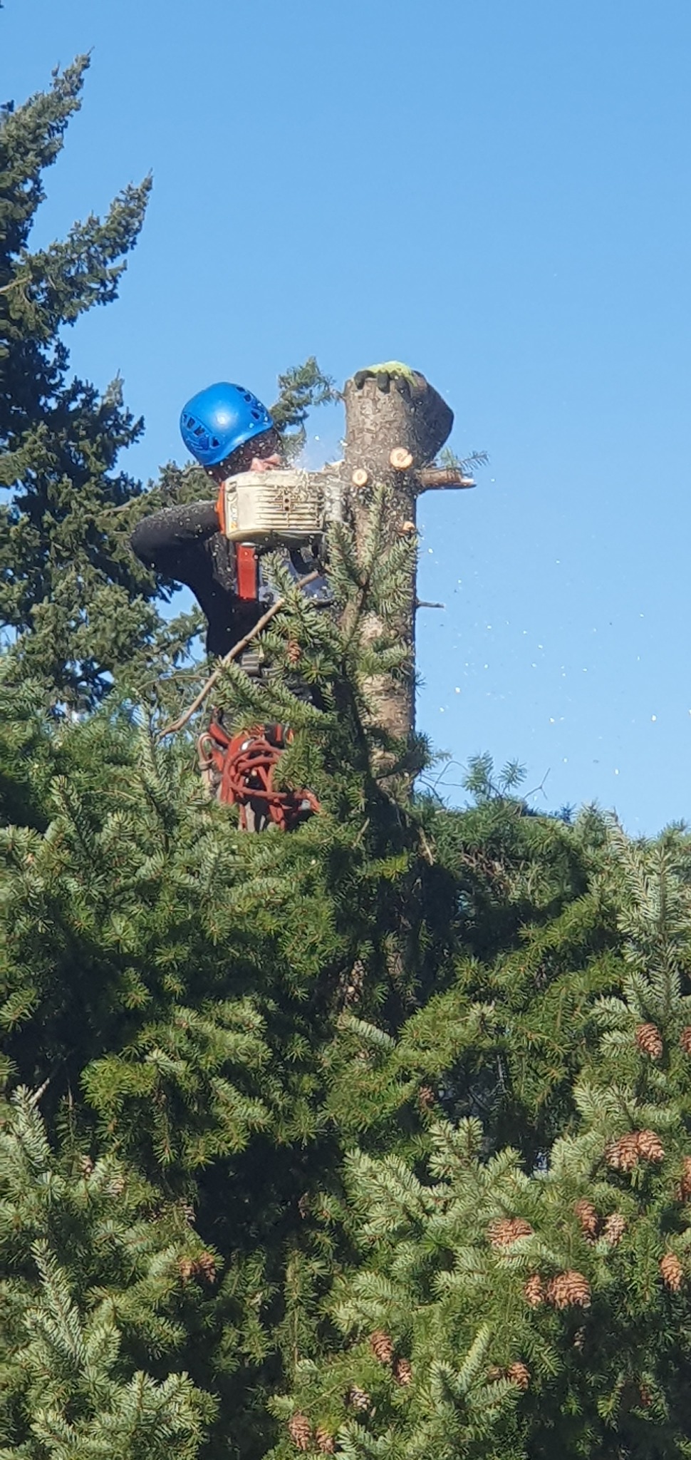 Arborysta w niebieskim kasku, w trakcie wycinki drzewa z użyciem piły spalinowej, otoczony zielonymi gałęziami i błękitnym niebem.