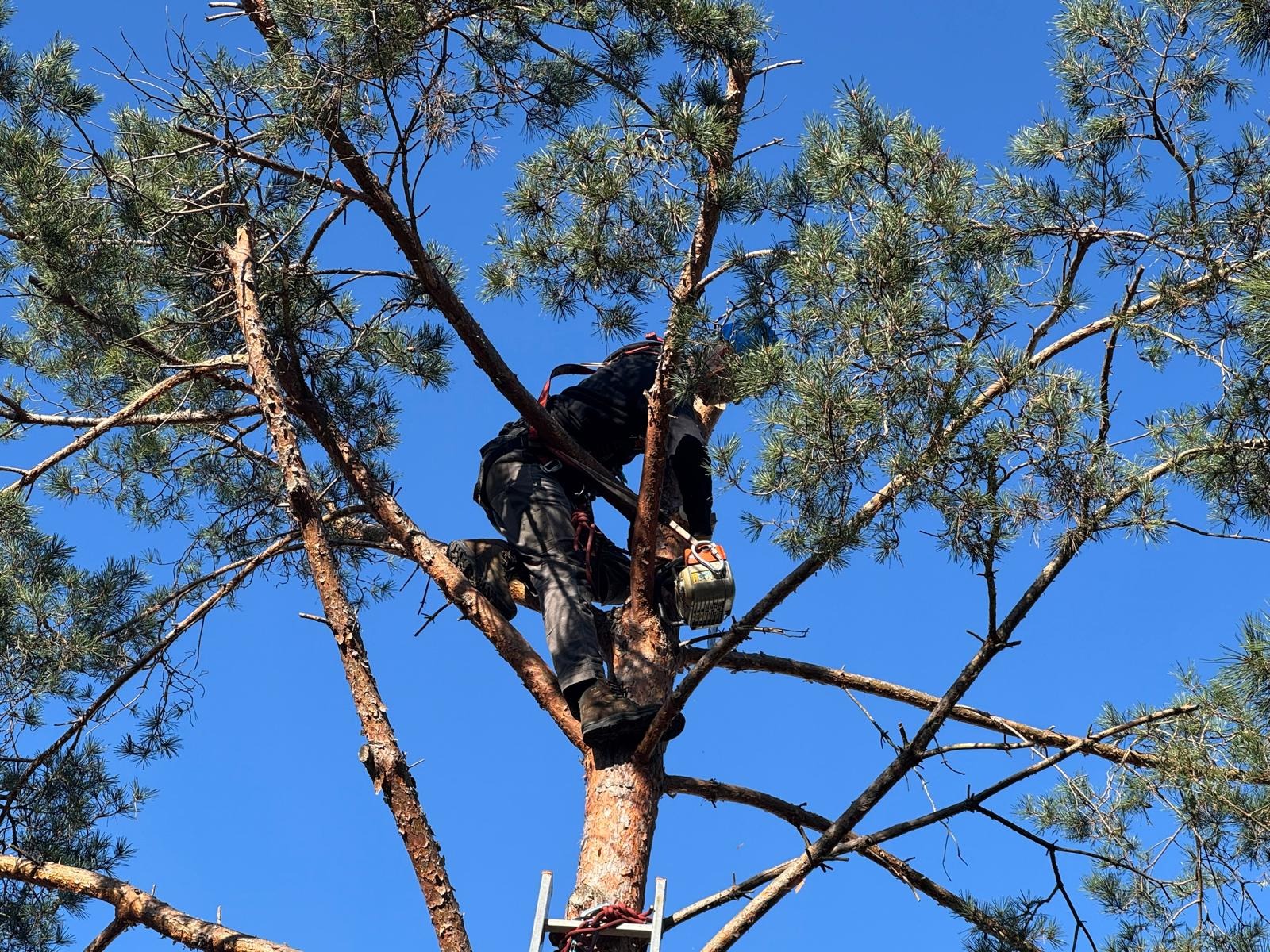 Arborysta w uprzęży, z piłą spalinową, przycina gałęzie sosny na wysokości. Widok od dołu, drabina oparta o pień, błękitne niebo w tle.