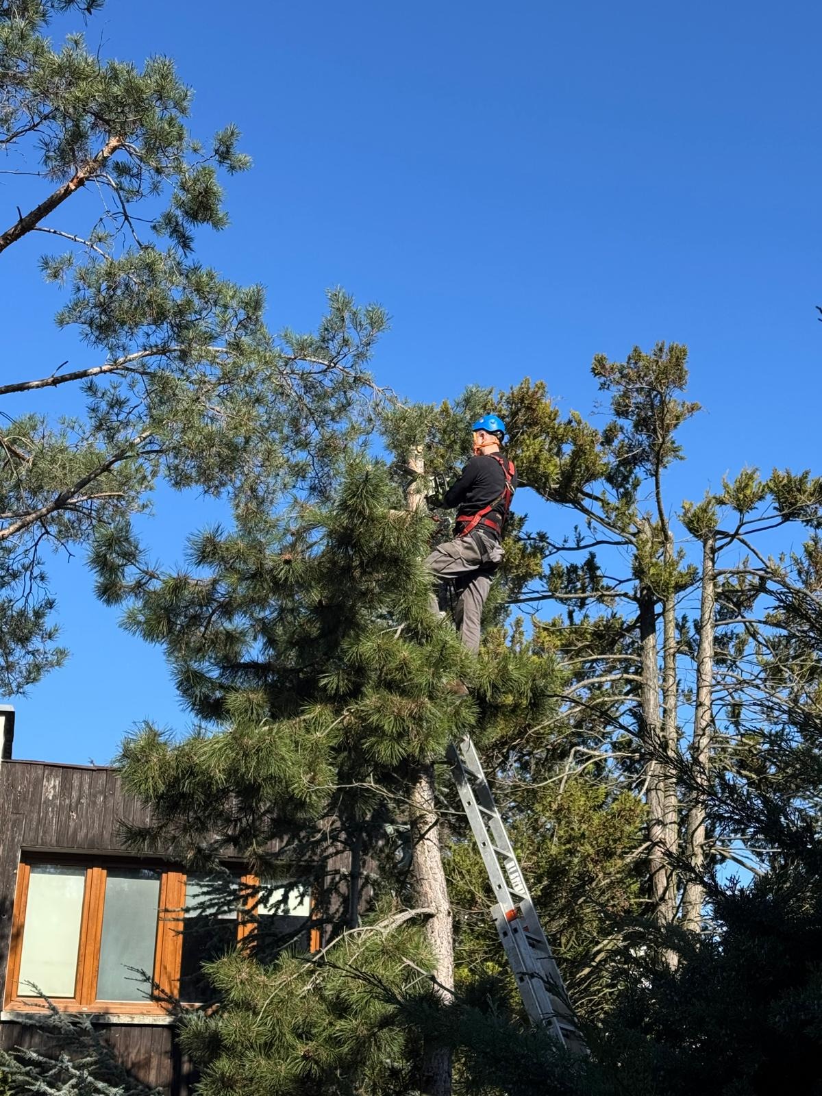 Pracownik w kasku i uprzęży na drabinie, przycina gałęzie sosny na tle błękitnego nieba i budynku. Usługa ogrodnicza, pielęgnacja drzew.