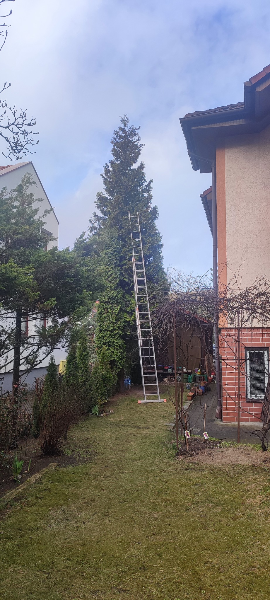 Drabina oparta o wysokie drzewo iglaste w ogrodzie w Czerwieńsku. Przygotowanie do prac ogrodniczych na wysokości. Widok na budynek i fragment trawnika.