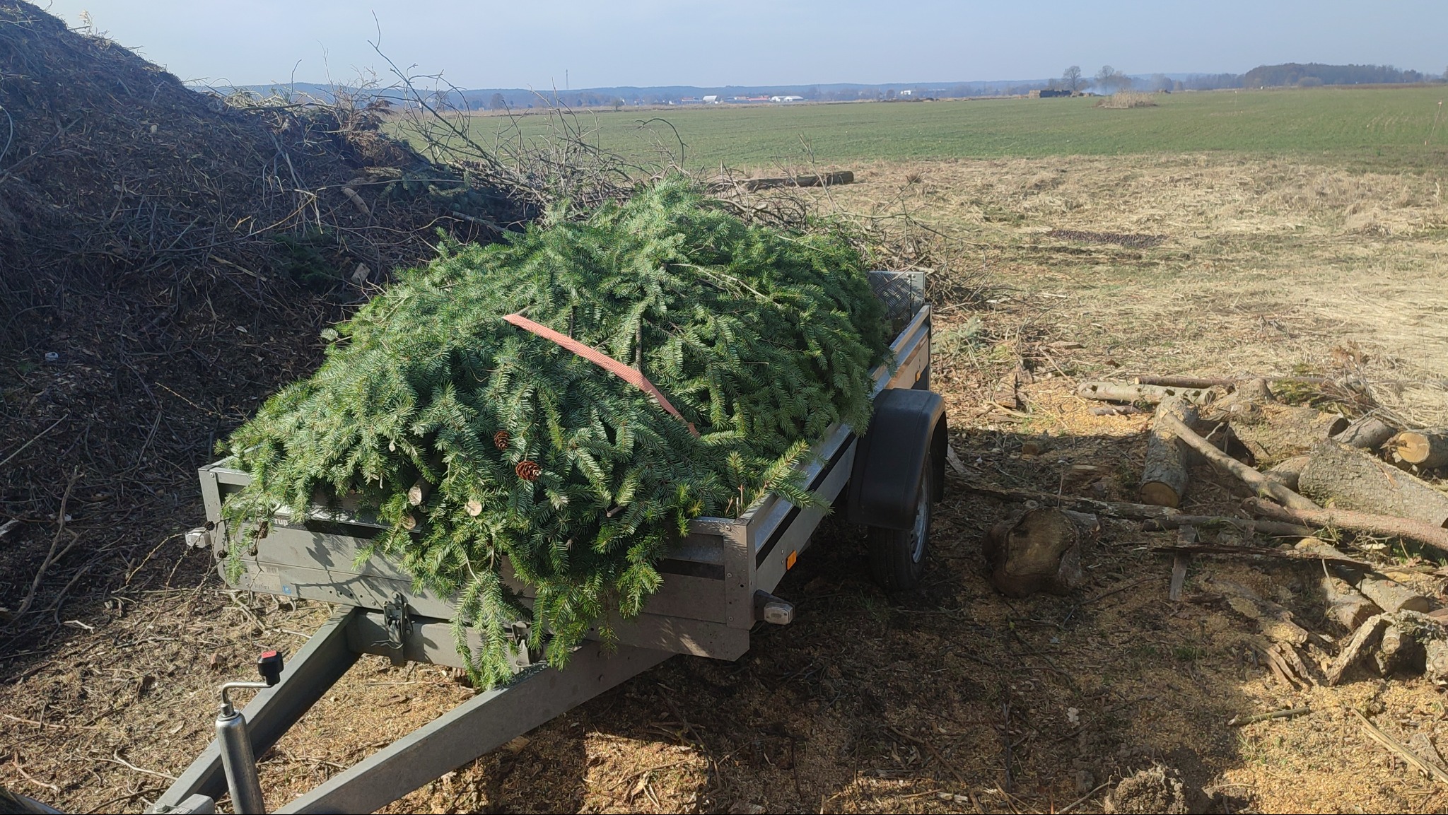 Przyczepa wypełniona świeżo ściętymi gałęziami drzew iglastych z szyszkami, obok sterta gałęzi i pni na tle pola i lasu. Słoneczny dzień.