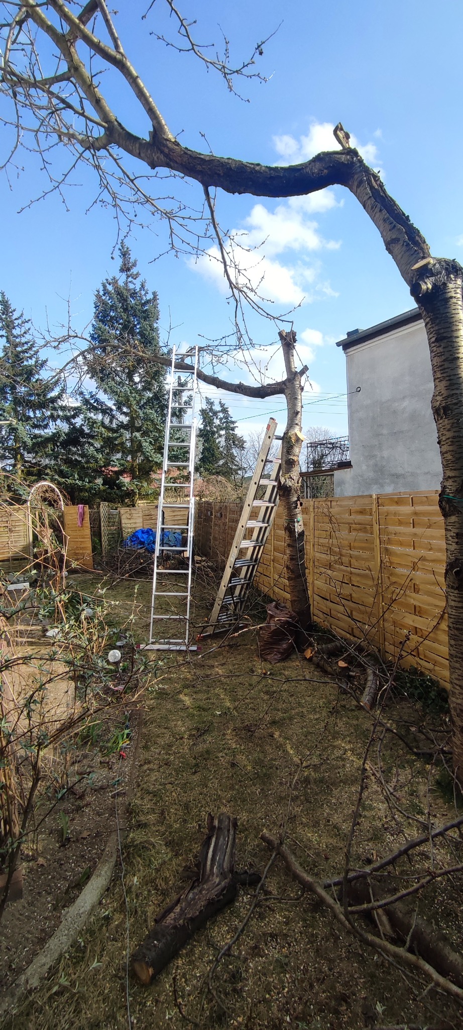 Dwie drabiny opierają się o częściowo przycięte drzewo owocowe w ogrodzie. Wokół leżą gałęzie, widoczny drewniany płot i budynek w tle.