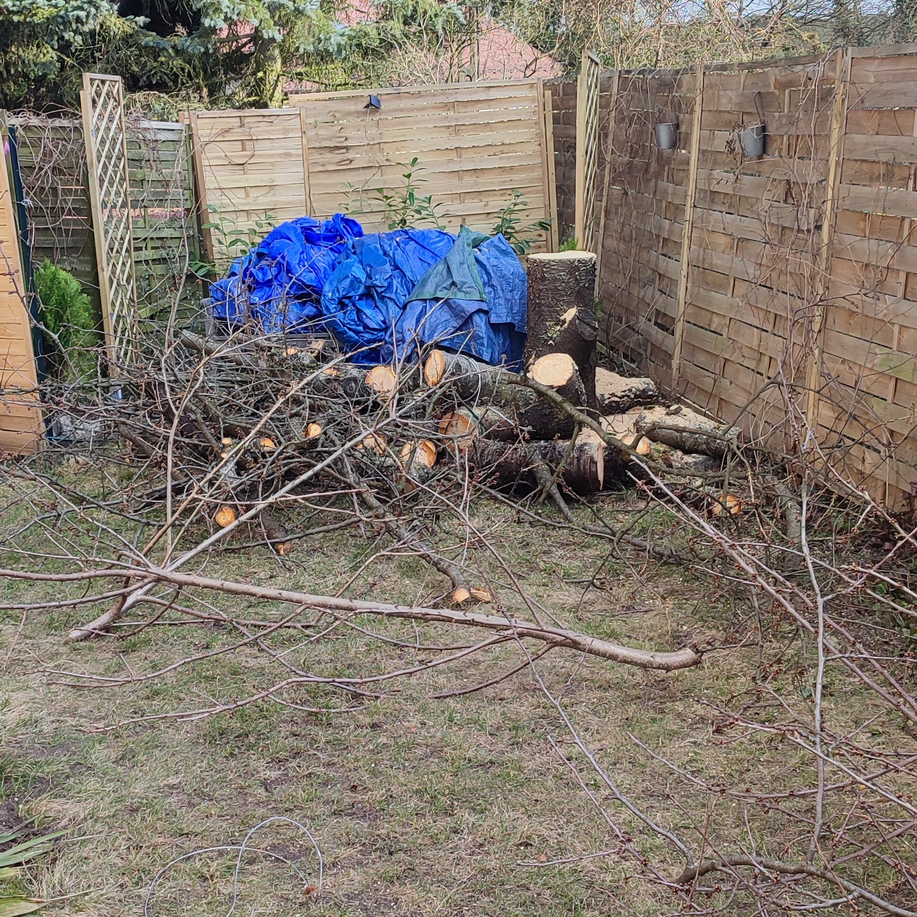 Stos pociętych gałęzi i pnia drzewa, przykryty niebieską plandeką, leży na trawie obok drewnianego płotu. Widoczne metalowe wiaderka na płocie.