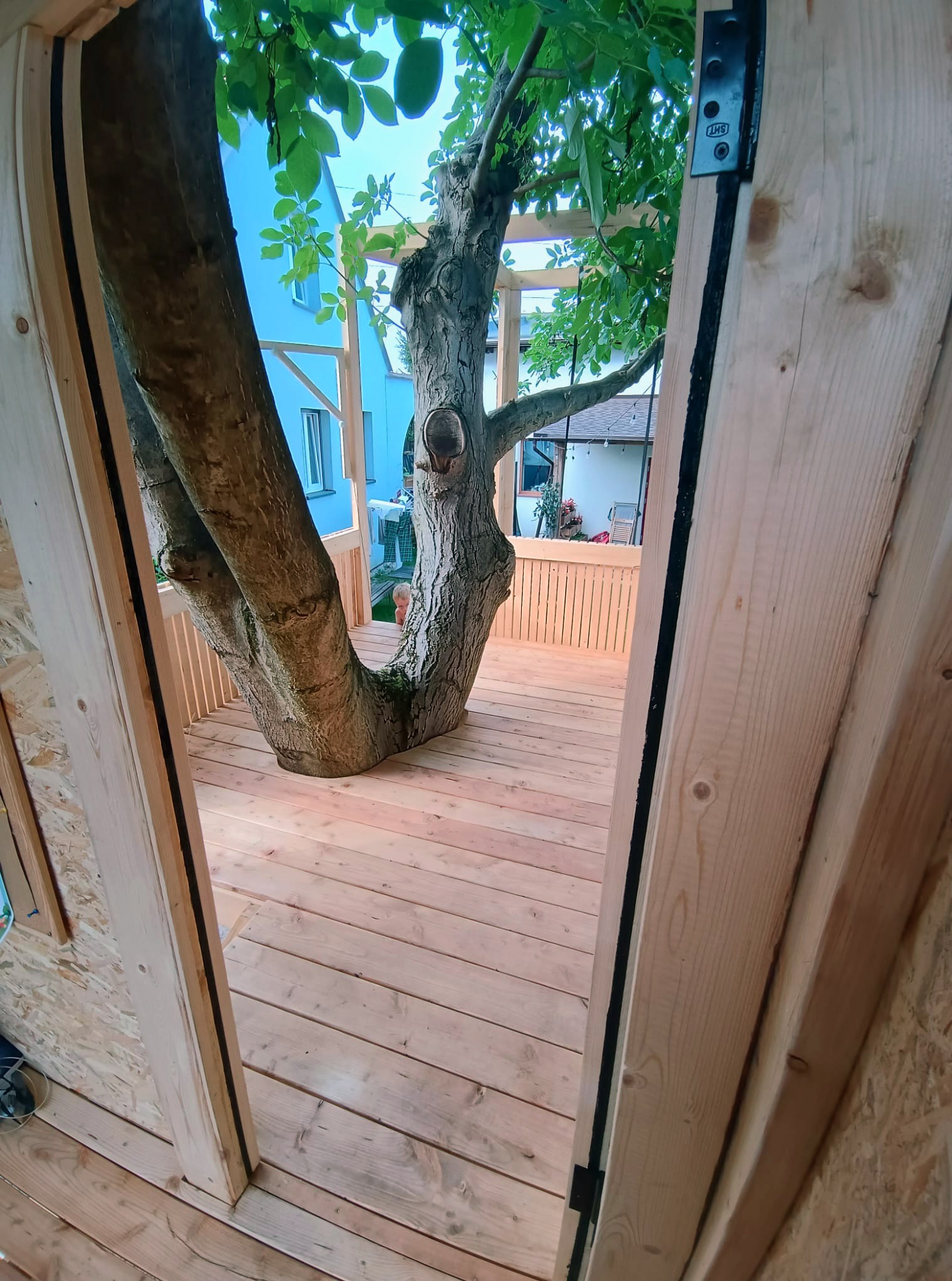 Wnętrze drewnianej konstrukcji zbudowanej wokół drzewa, widok z perspektywy wejścia, z widocznymi deskami podłogowymi i fragmentami drzewa wkomponowanymi w całość.