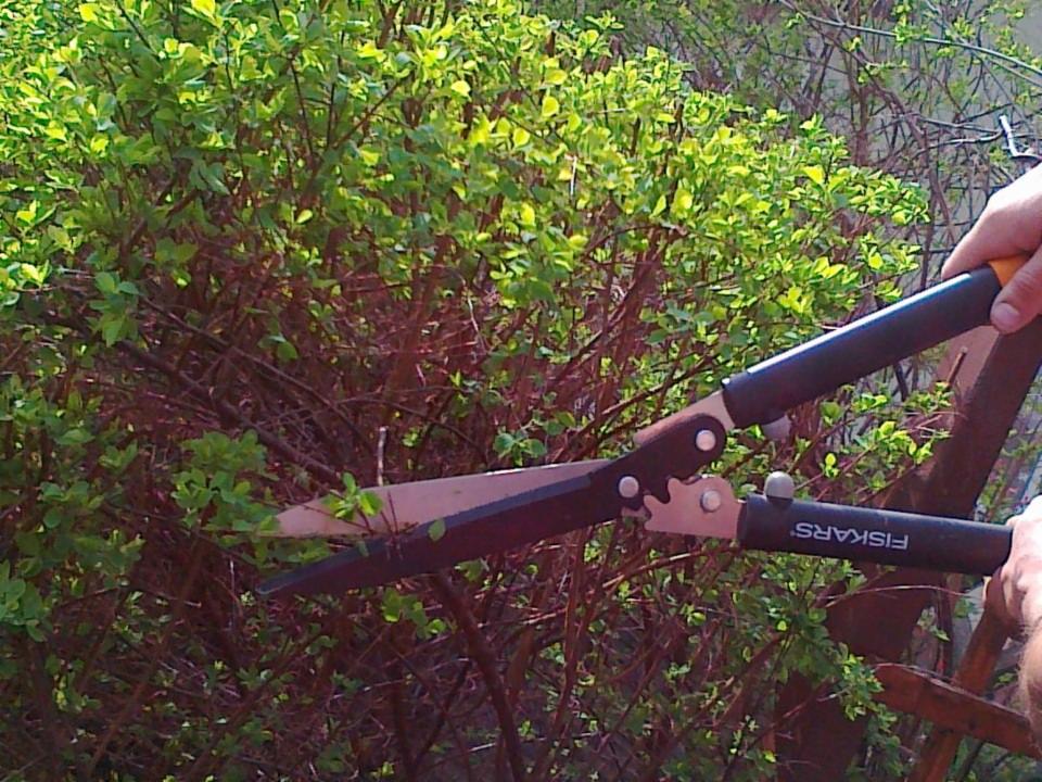 prace pielęgnacyjne