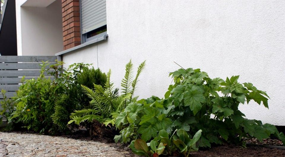 Rabata z różnorodną roślinnością, w tym paprocie i krzewy, przylegająca do białej ściany budynku z szarą stolarką okienną i fragmentem drewnianego płotu.