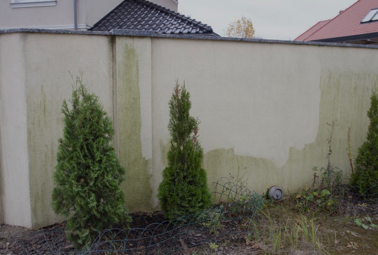 Fragment elewacji z widocznymi śladami po czyszczeniu, z zielonymi nalotami i trzema młodymi tujami wzdłuż ogrodzenia