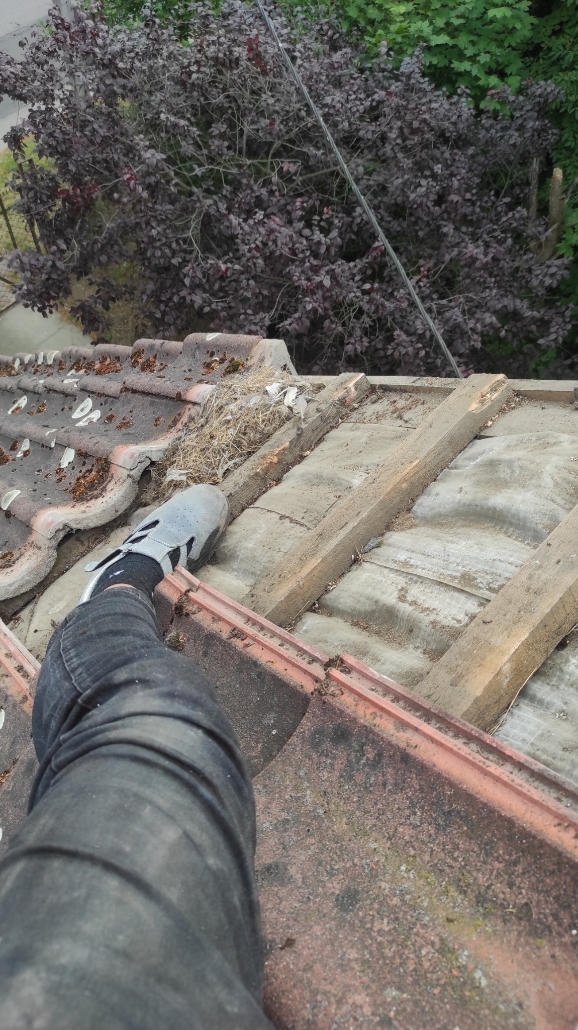 Stopa w szarym bucie roboczym na dachu z ceramicznej dachówki, widoczne drewniane łaty i zabezpieczenie pod dachówką, w tle purpurowe drzewo.