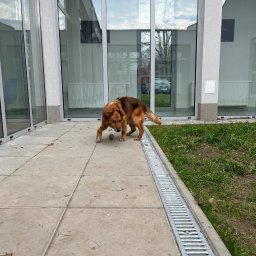 Wyprowadzanie psów Kraków 1