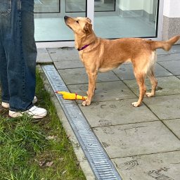 Wyprowadzanie psów Kraków 3