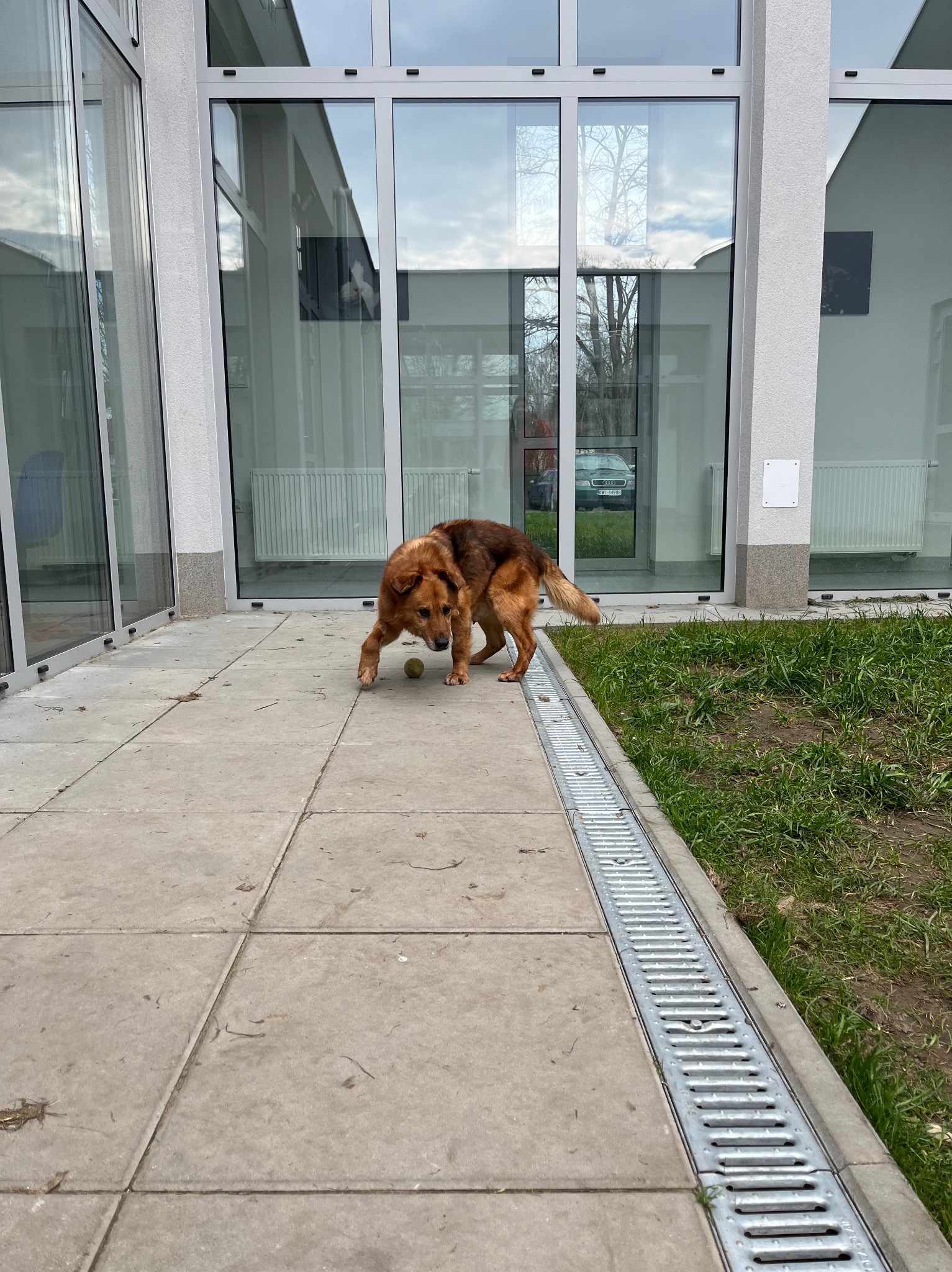Brązowy pies z piłką na betonowym chodniku przed nowoczesnym budynkiem z dużymi oknami.