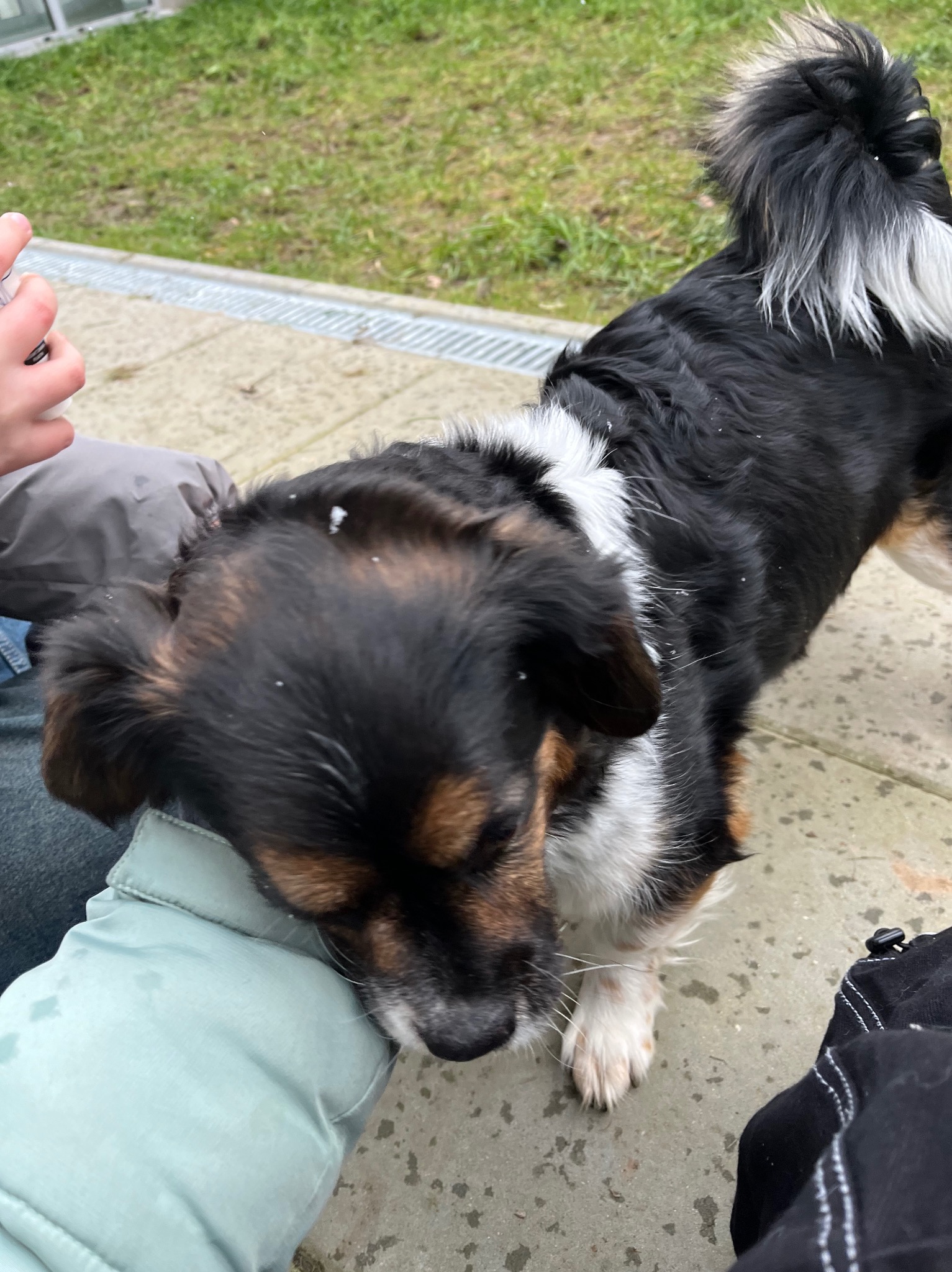 Czarno-biało-brązowy pies opiera pysk o nogę osoby w jasnej kurtce, w tle widoczna trawa i ręka trzymająca butelkę