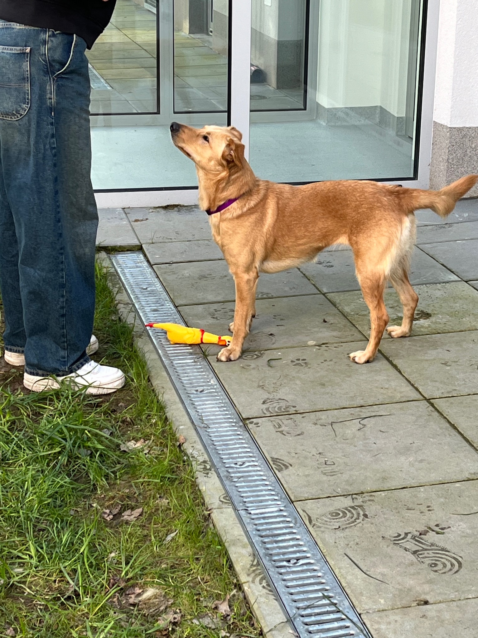 Złoty pies z fioletową obrożą stoi na chodniku obok kratki odwadniającej i gumowej zabawki w kształcie kurczaka, spoglądając na osobę w dżinsach i białych butach.