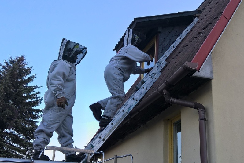 Dwaj pracownicy w kombinezonach ochronnych i siatkowych maskach na głowach, jeden na drabinie przy dachu domu, drugi stojący na ziemi, prawdopodobnie podczas usuwania gniazda os lub szerszeni.
