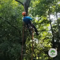 Arborysta w kasku i uprzęży, zawieszony na linie, pracuje na drzewie w lesie. Widoczne logo firmy w prawym dolnym rogu.