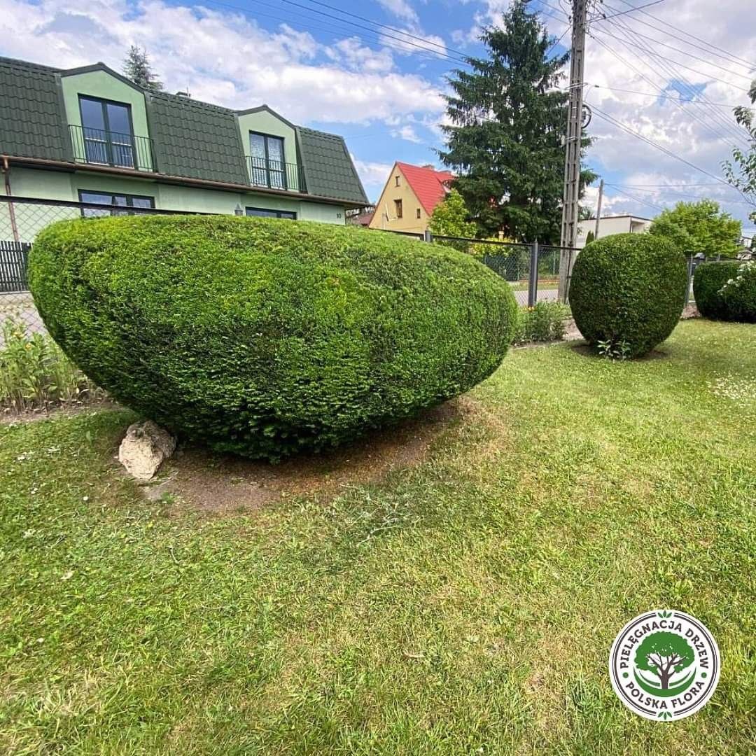 Duży, precyzyjnie przycięty krzew w kształcie nerki na trawniku przed domem, obok mniejszy krzew kulisty, w tle budynki i słup energetyczny.