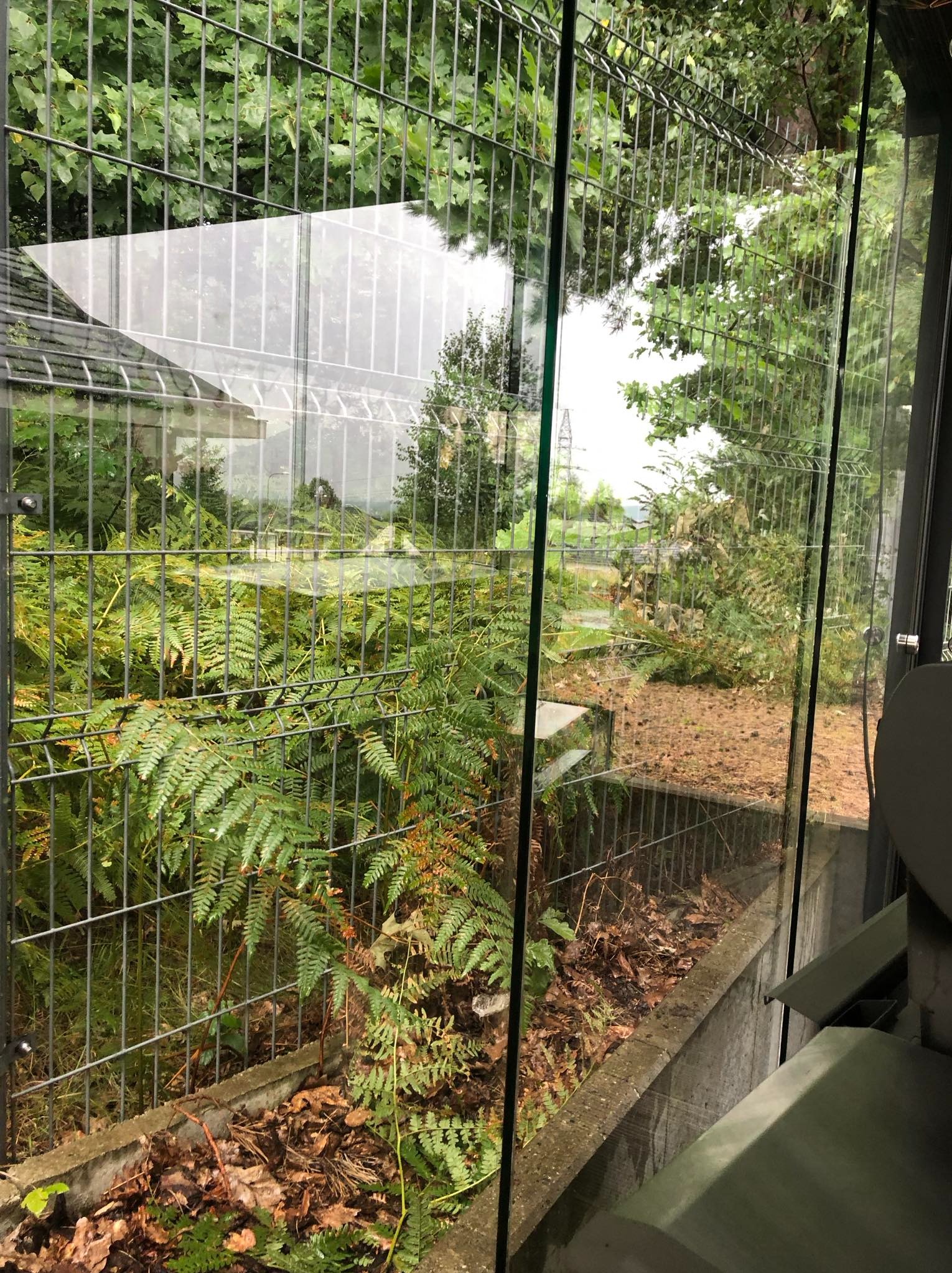 Widok przez okno na zarośnięty ogród z metalową siatką, widoczne paprocie i opadłe liście, w tle budynek i drzewa.