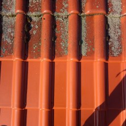 Washing Renewal M.D - Częściowo oczyszczona, pomarańczowa dachówka ceramiczna, na której widać pozostałości mchu i zabrudzeń, kontrastująca z czystą powierzchnią po zabiegu czyszczenia.