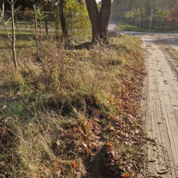 Usługi Geodezyjne Azymut - Tomasz Naworyta - Wykonany wykop w ziemi, obok polnej drogi, w tle drzewa i krzewy. Jesienna sceneria z opadłymi liśćmi. Prace ziemne w terenie.