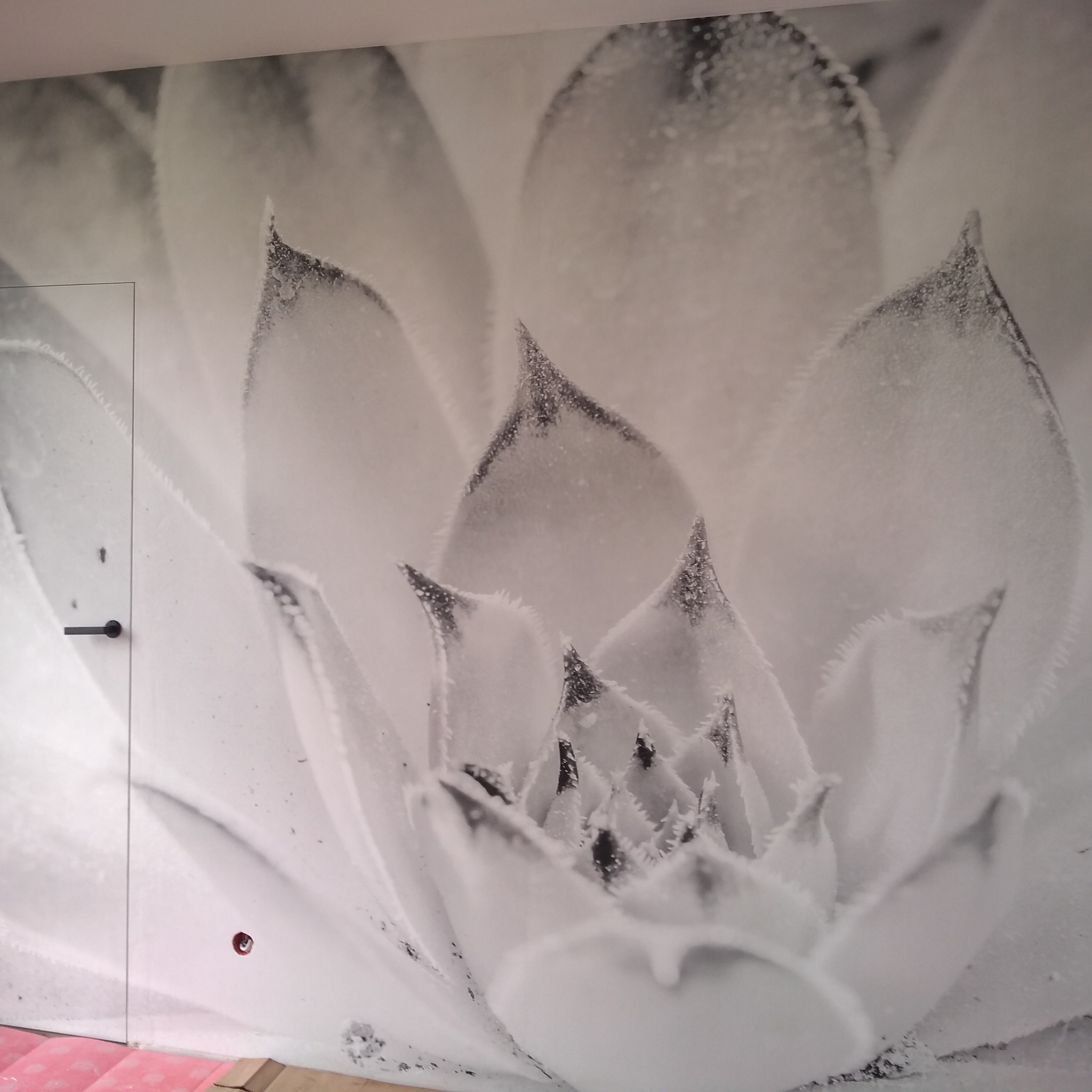 Fototapeta z motywem sukulentu w czerni i bieli, widoczna część drzwi z czarną klamką po lewej stronie, fragment podłogi w kolorze różowym w dolnej części kadru.