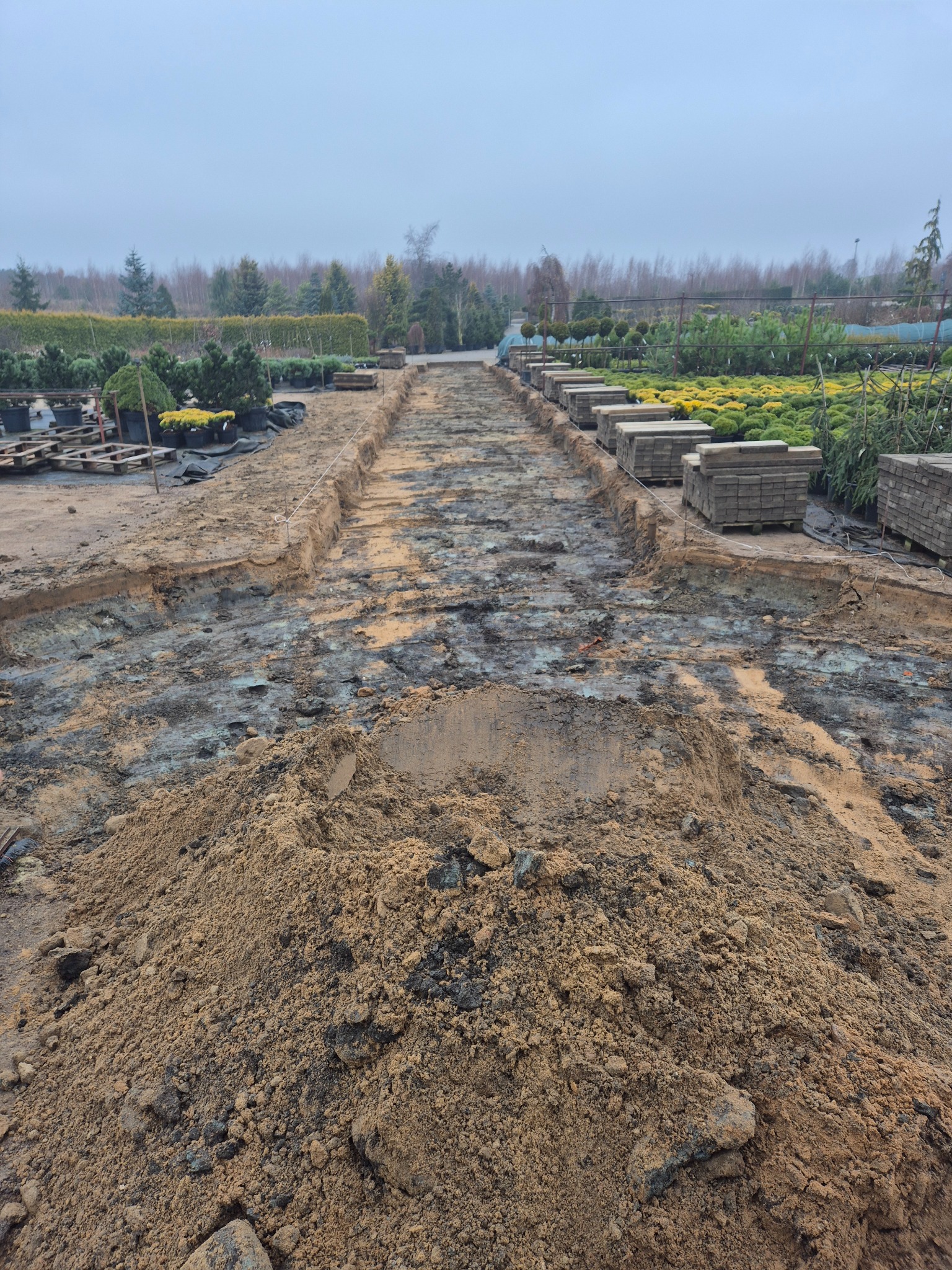 Przygotowany teren pod ścieżkę z kostki brukowej w szkółce roślin. Widoczne wykopane koryto, sterty ziemi i palety z kostką. W tle rośliny i drzewa.