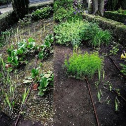Gardenkeepers - Dzielone ujęcie ogrodu: po lewej stronie rabata przed zabiegami pielęgnacyjnymi, z widocznymi chwastami i suchymi liśćmi, po prawej stronie rabata po pielęgnacji, z czystą ziemią i młodymi...