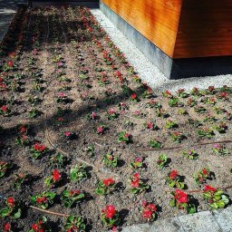 Gardenkeepers - Równy rząd świeżo posadzonych czerwonych begonii z systemem nawadniania kroplowego, widok z góry, obok drewniana elewacja budynku.