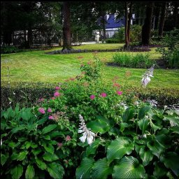 Gardenkeepers - Utrzymany w porządku ogród z bujną roślinnością, rabatami kwiatowymi z hostami i tawułkami, równo przystrzyżonym trawnikiem oraz drzewami w tle, widziany w pochmurny dzień.