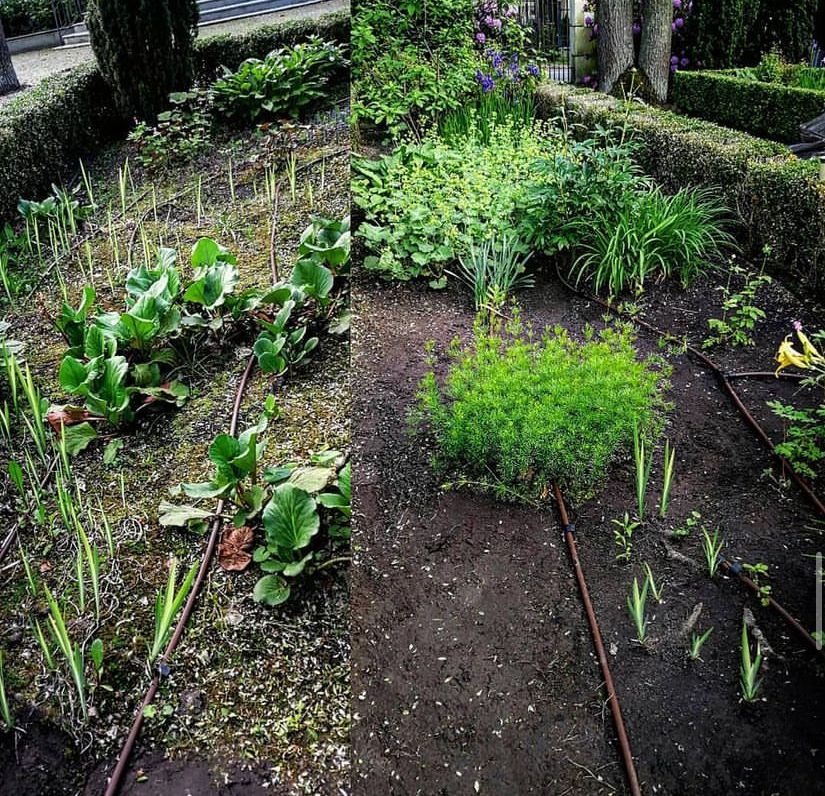 Dzielone ujęcie ogrodu: po lewej stronie rabata przed zabiegami pielęgnacyjnymi, z widocznymi chwastami i suchymi liśćmi, po prawej stronie rabata po pielęgnacji, z czystą ziemią i młodymi...