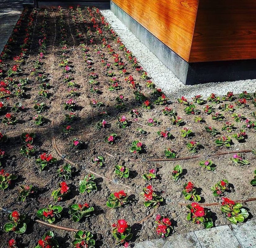 Równy rząd świeżo posadzonych czerwonych begonii z systemem nawadniania kroplowego, widok z góry, obok drewniana elewacja budynku.