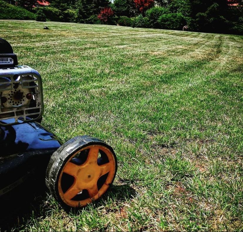 Kosiarka do trawy z żółtymi kołami na tle świeżo skoszonego trawnika z widocznymi pasami, w oddali drzewa i krzewy.