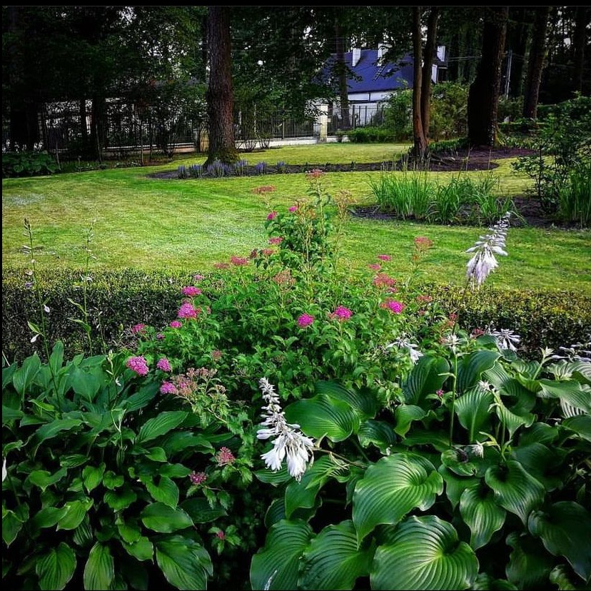 Utrzymany w porządku ogród z bujną roślinnością, rabatami kwiatowymi z hostami i tawułkami, równo przystrzyżonym trawnikiem oraz drzewami w tle, widziany w pochmurny dzień.