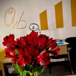Alicja Małecka- Obiektywne doradztwo - Bukiety czerwonych alstremerii w biurze z logo firmy 'OVB' na ścianie i żółtymi paskami dekoracyjnymi, oświetlone studyjnym pierścieniem LED.