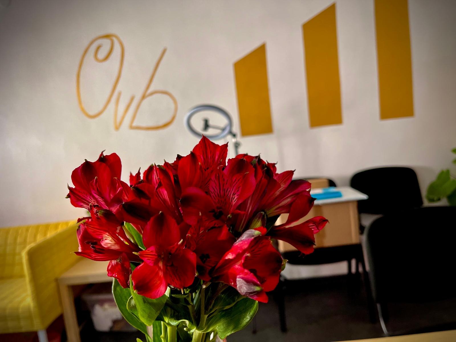 Bukiety czerwonych alstremerii w biurze z logo firmy 'OVB' na ścianie i żółtymi paskami dekoracyjnymi, oświetlone studyjnym pierścieniem LED.
