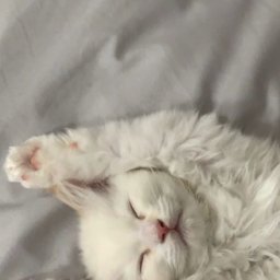 Nikola Gudwanska - Spacery z Psem Kielce