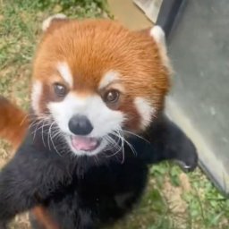 Pati Koziol - Reklama w Google Piekary